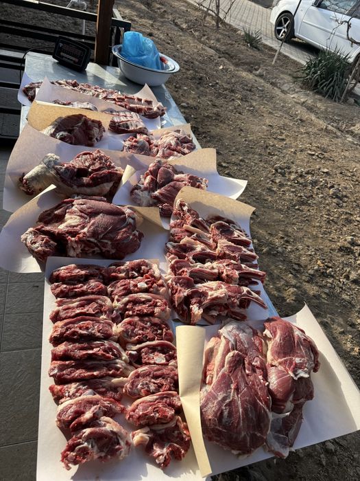 Qoʻchqorlar sotiladi qoʻy qoylar