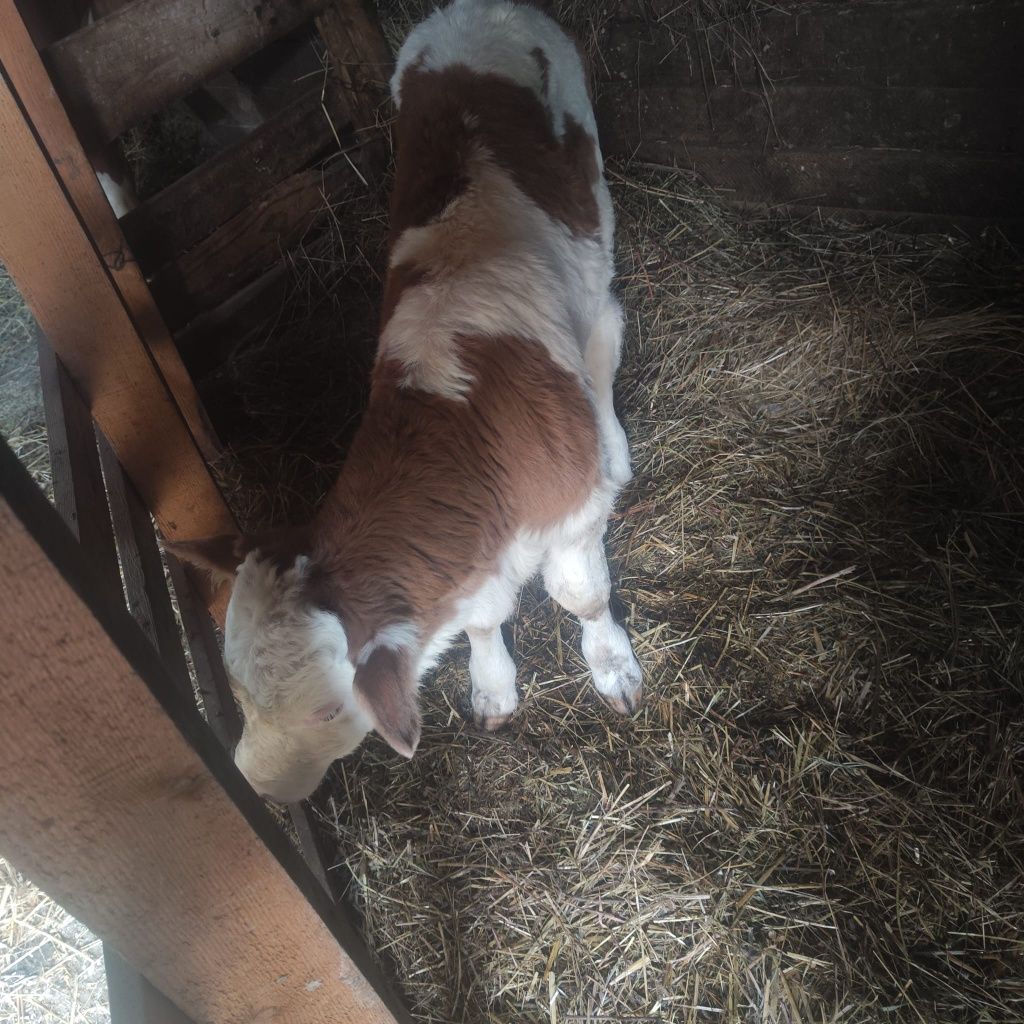 Vaca cu vițel de vanzare