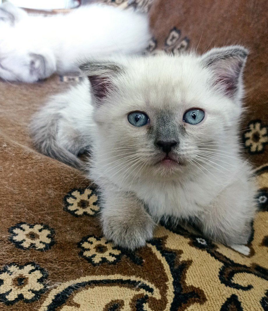 Продаются породистые котята