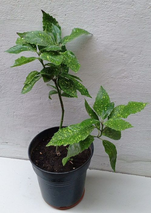 Аукуба японская (Aucuba japonica) или "Золотое дерево". Цветы для дома