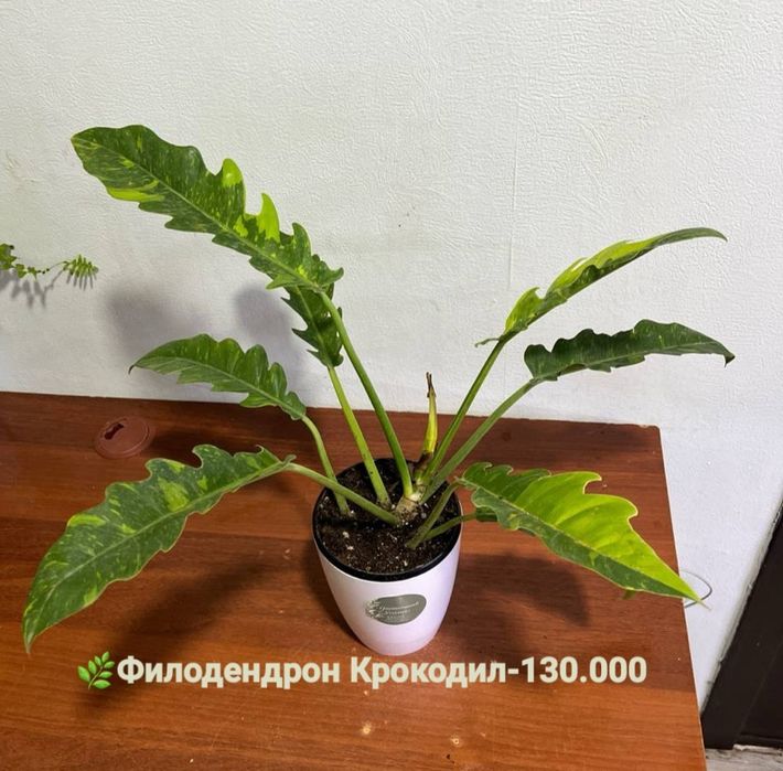 Сизигиум, Подакарпус Хамедорея и др  комнатные растения