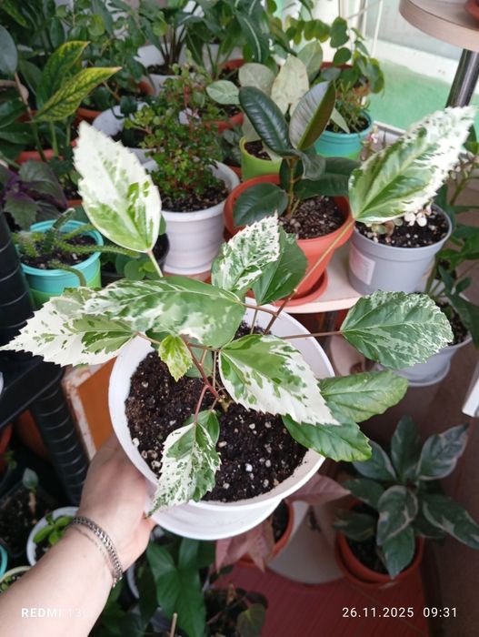 Продам комнатные растения