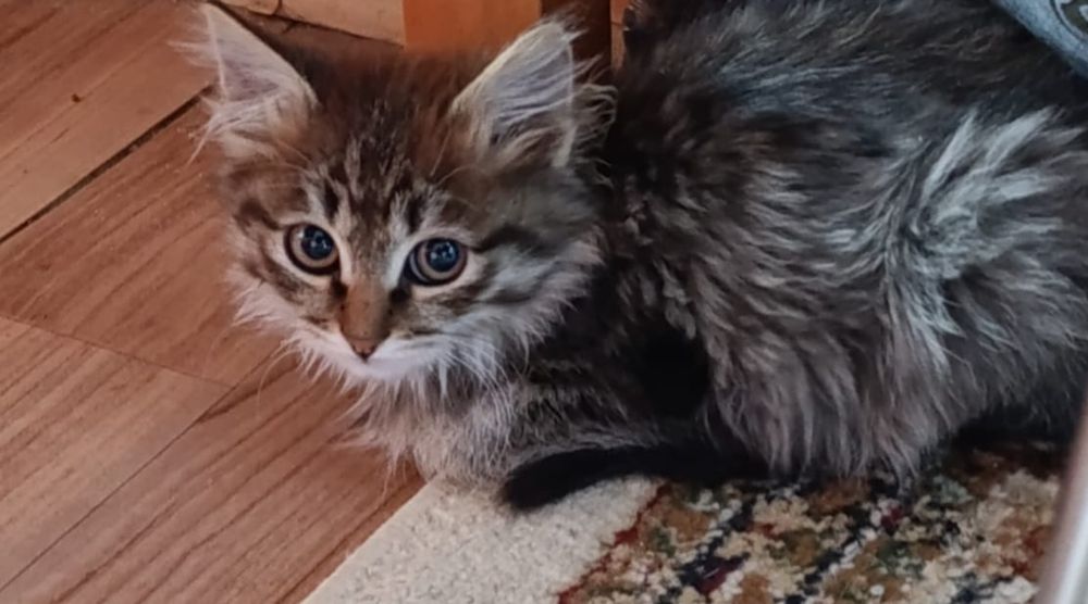 Отдам котят в хорошие руки. К лотку приучены