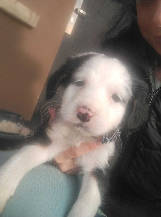 Подарявам най-сладките кученца