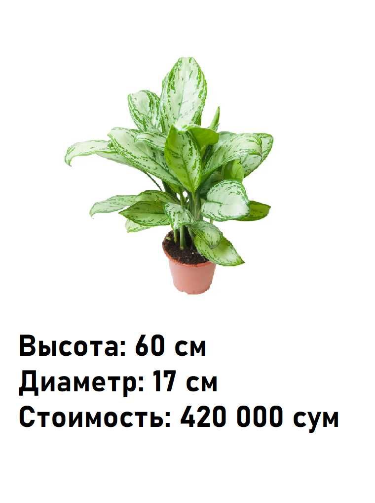 Комнатное растение - (Aglaonema) - Голландская Аглаонема