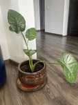 vand Alocasia pui 50cm