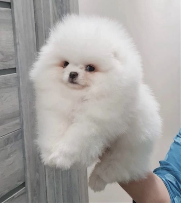 Pomeranian Spitz