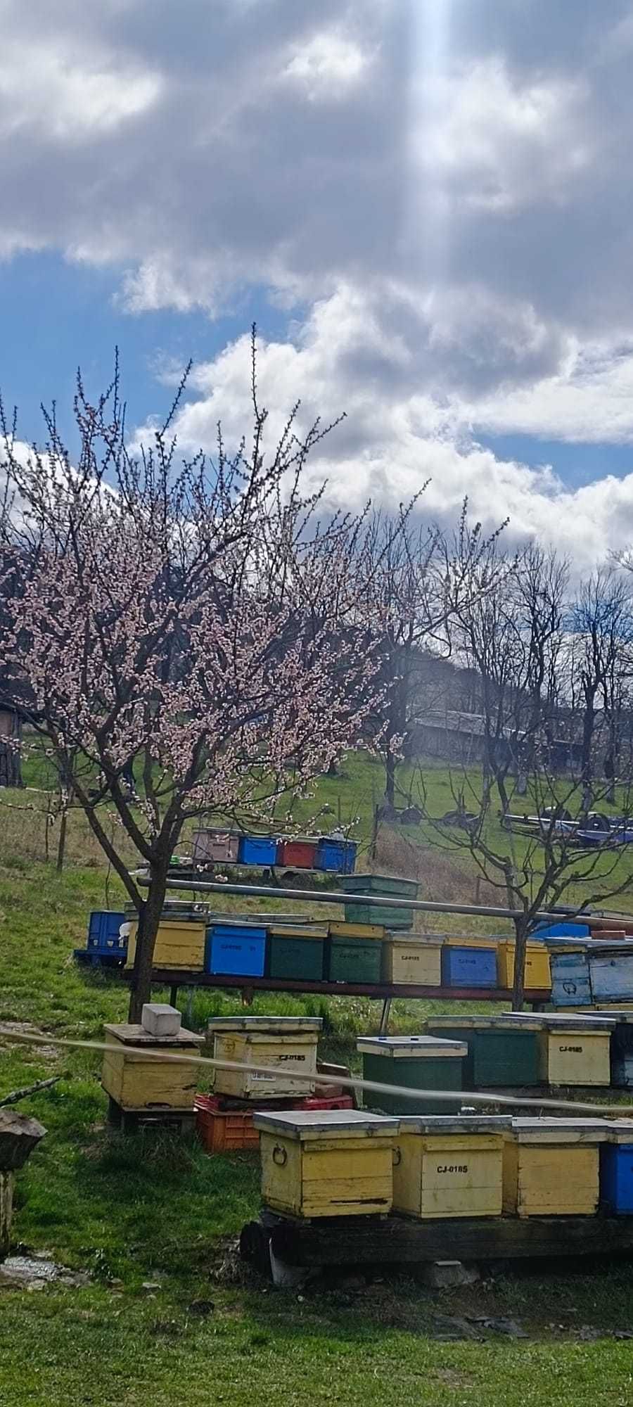 Albine si roiuri de albine