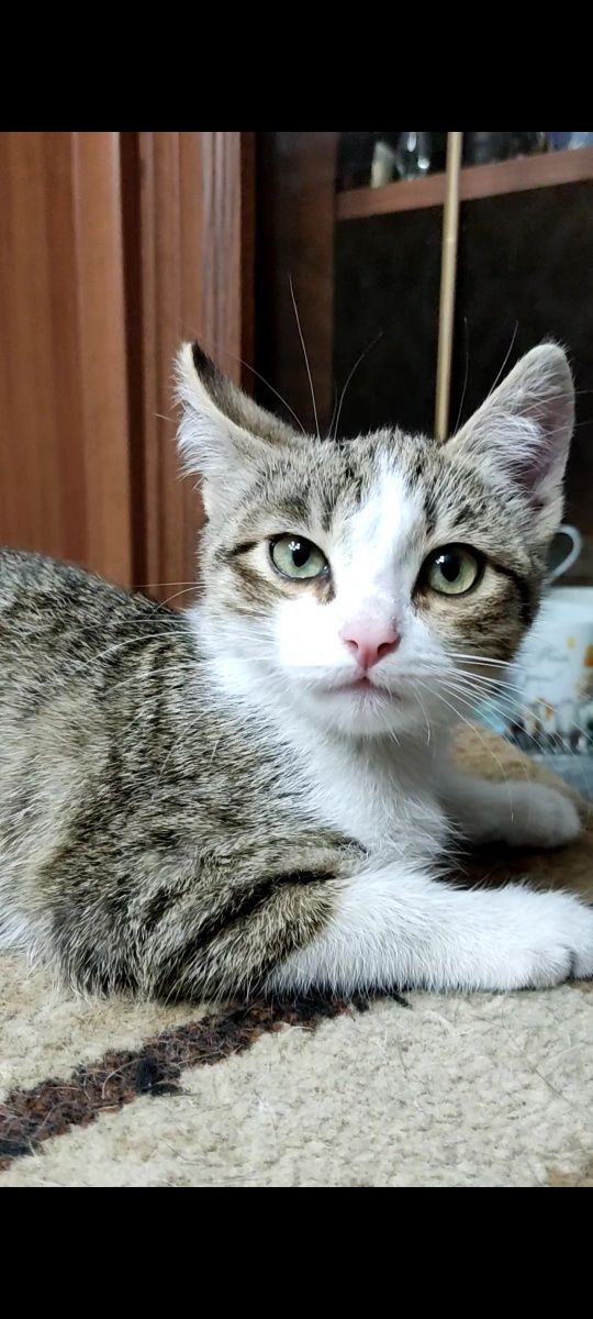 Котёнок девочка в добрые руки