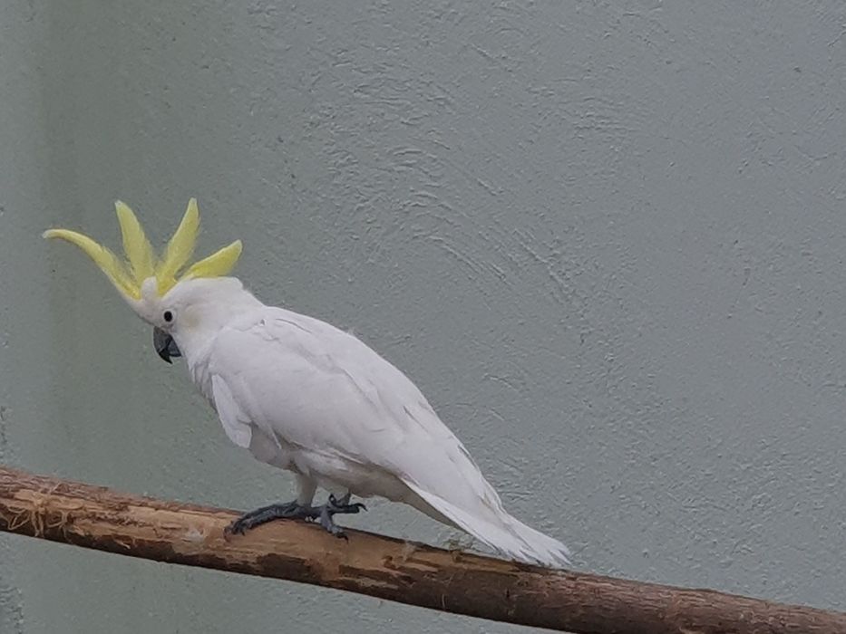 Papagali Kakadu Galerita, 2017, pereche