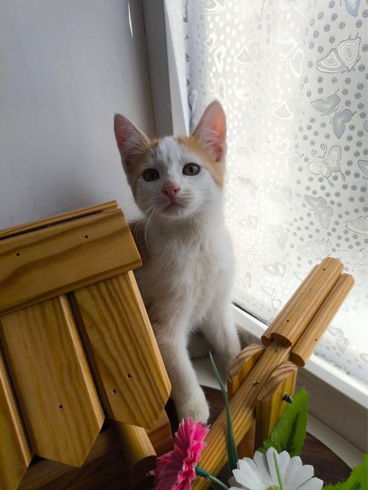 Кошечка и котик в добрые руки