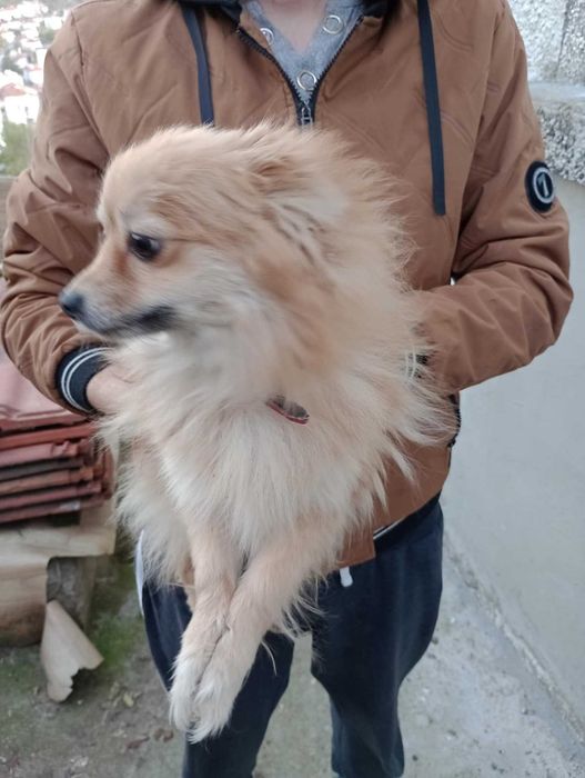 Пумеран- немски шпиц