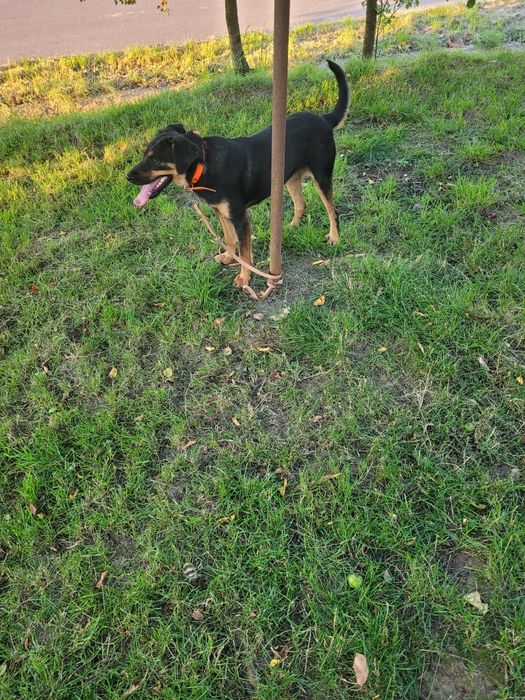 Cățeaua de vânătoare