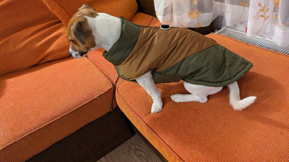 haina , Geaca caini marimea 3 XL