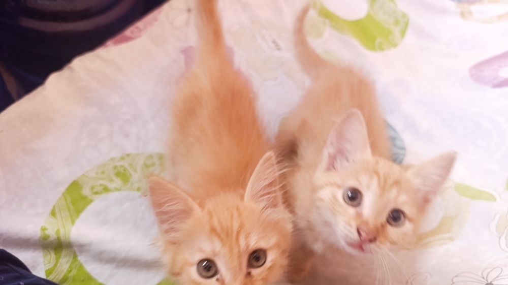 Котята бесплатно
