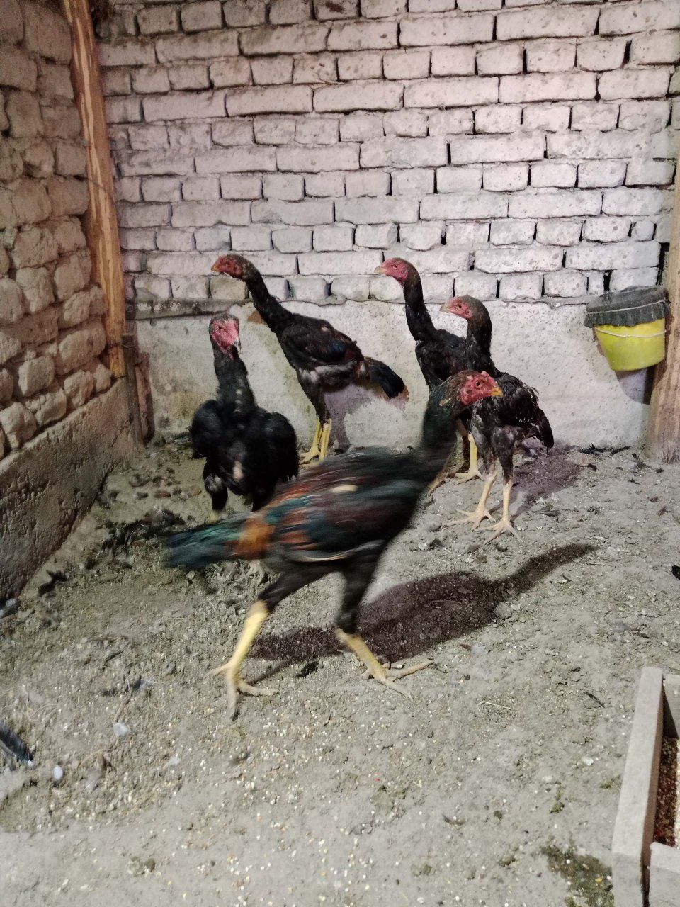 Карис Шамо микс зот