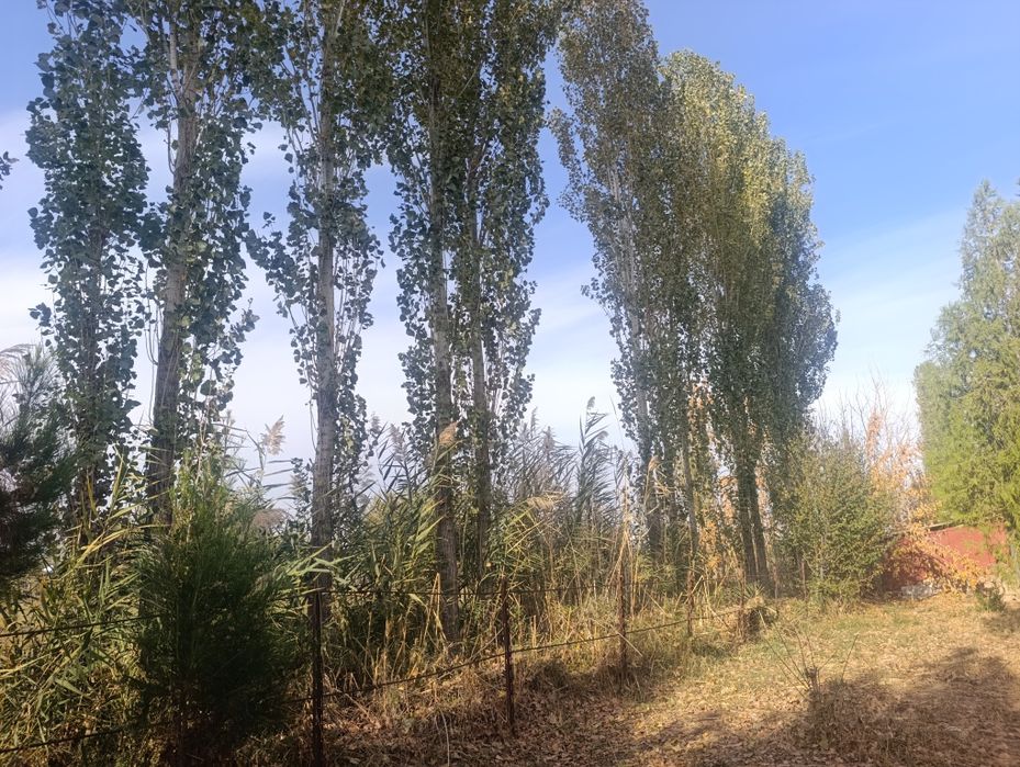 Teraklar sotiladi zudlik bilan