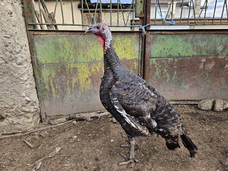 Пуйки и Пуяци за прадниците.