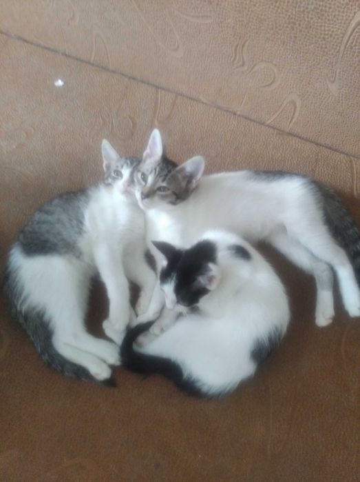 Отдам котят в хорошие руки