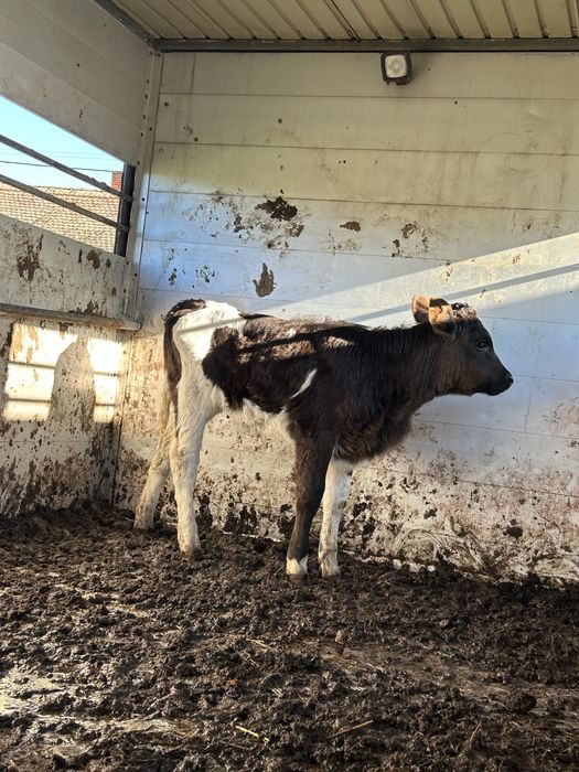 Vitei sugari de vanzare