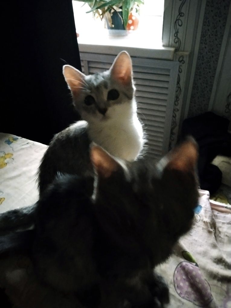 Котята ласковые, красивые