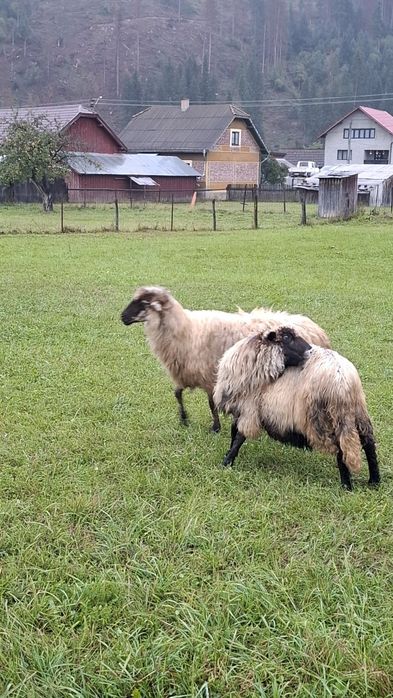 Vând 5 oi, 2 berbeci si 2 cârlani