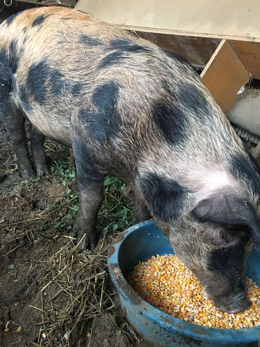 Vând porumb. voyeur