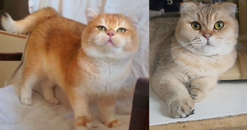 Хайленд скотиш фолд