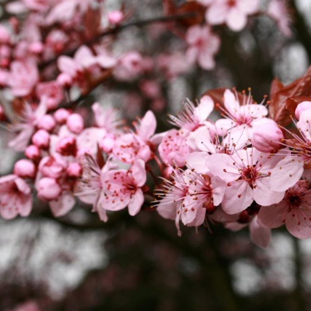 Prunus  Pissardii