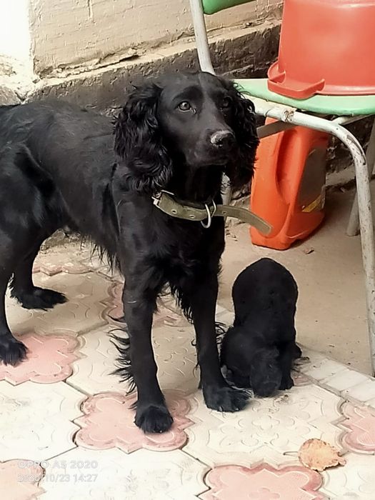 Чистокровные Спаниели