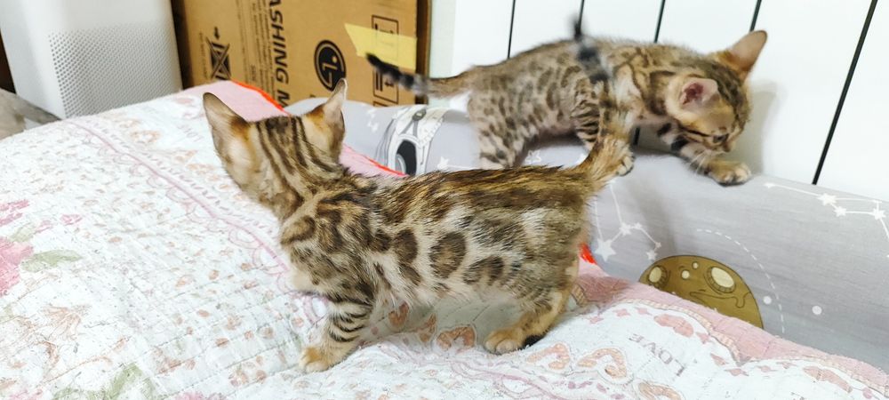 Продаются котята породы бенгальская