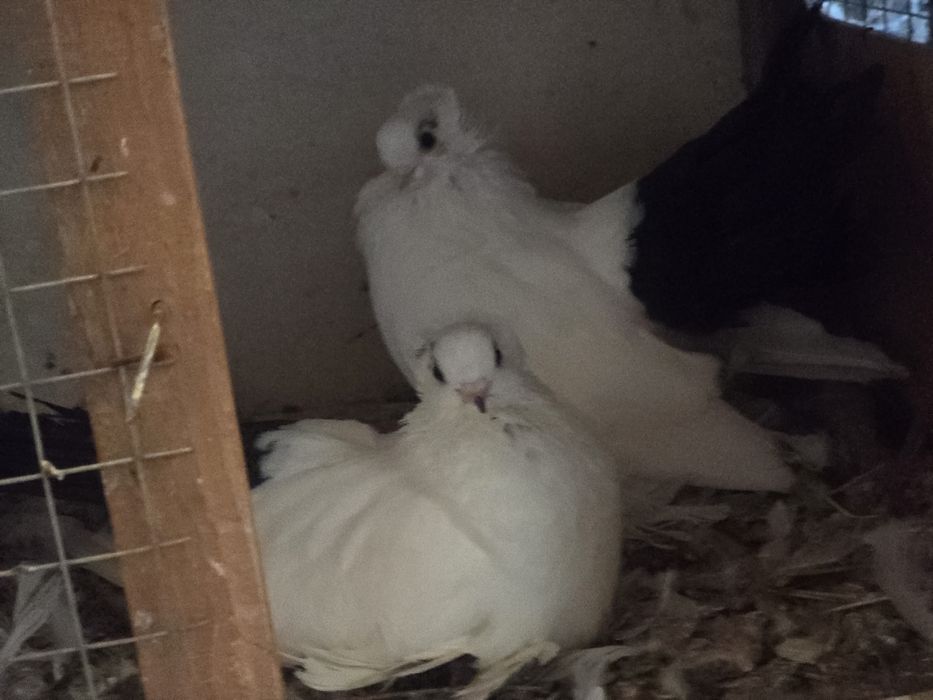 Гълъби - всякакви видове