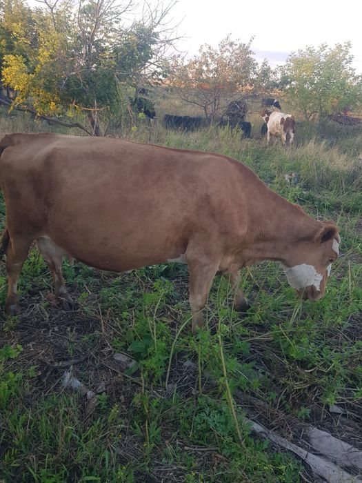 Продам коров карабалыкский район