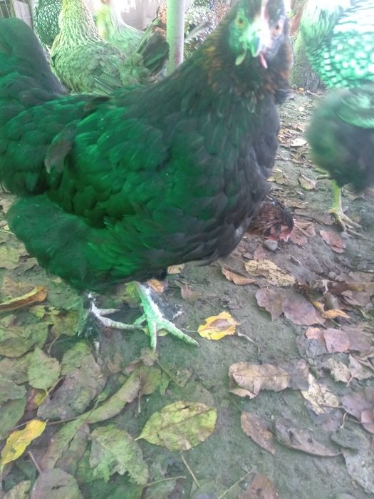 De vânzare gaini marans negru arămiu