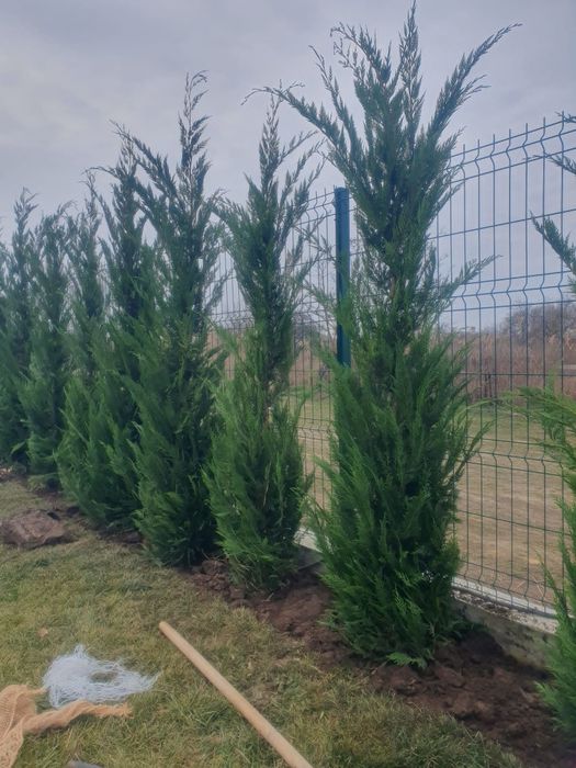 Leylandii – Creștere rapidă și rezistență, Gard viu Leylandri