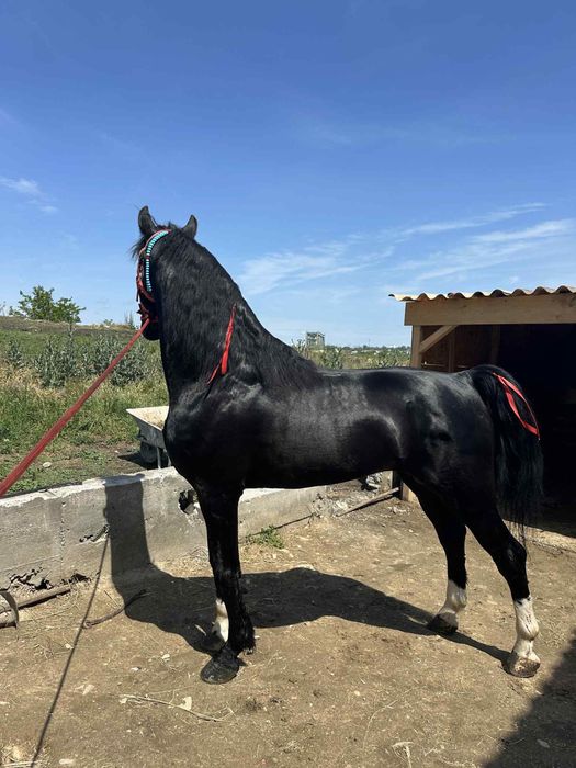 Vand iapa PSA gestanta cu KPW