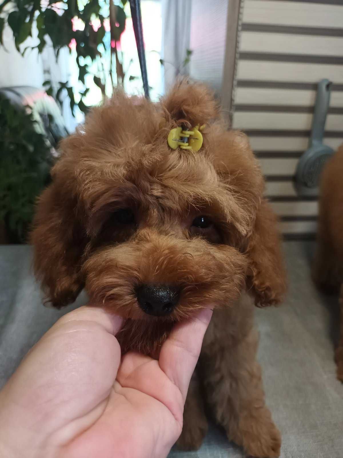 Пудел Той- Poodle Toy
