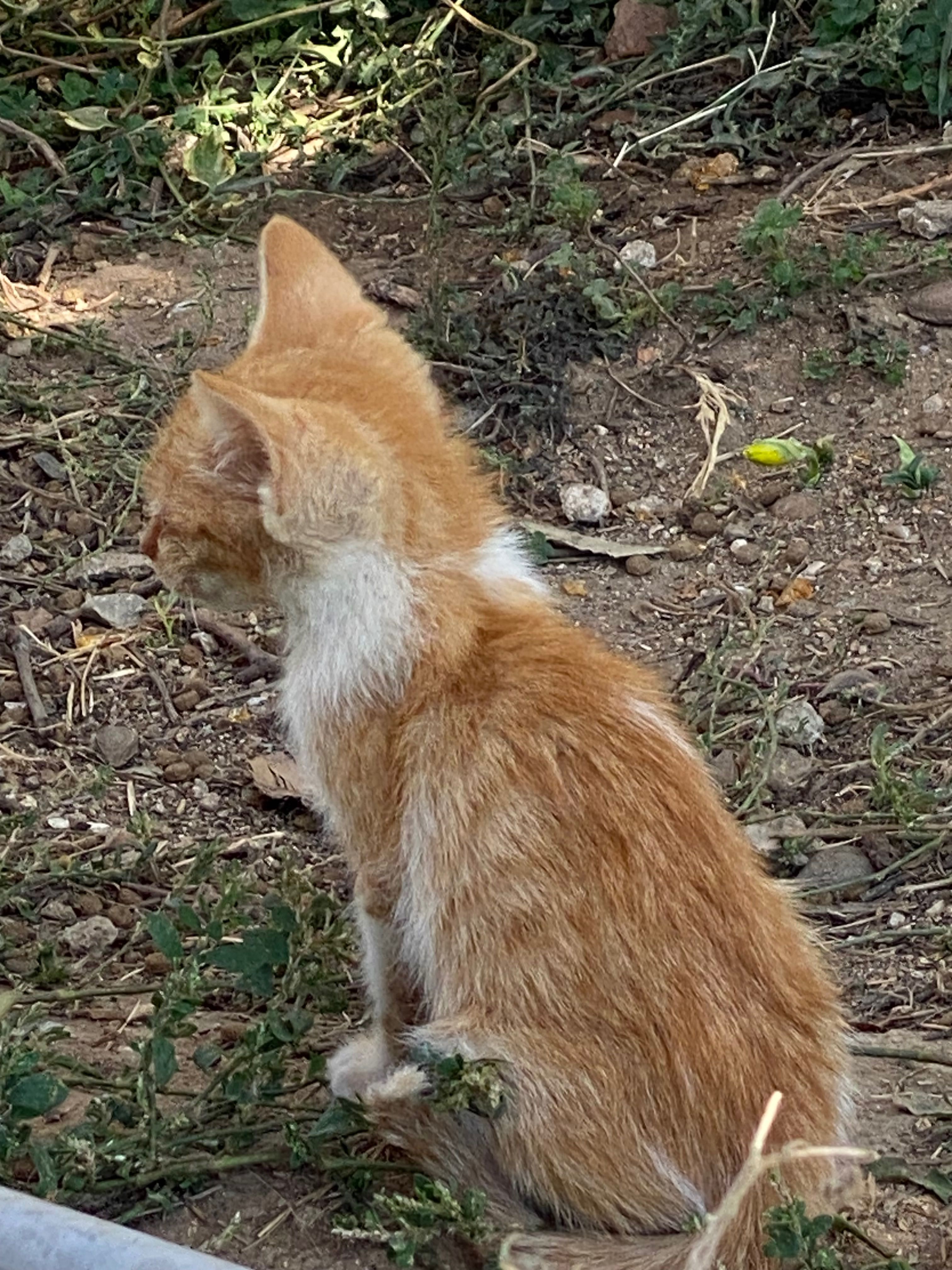 Подарявам котета