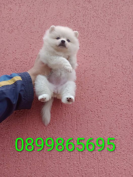 Бели Померани !!