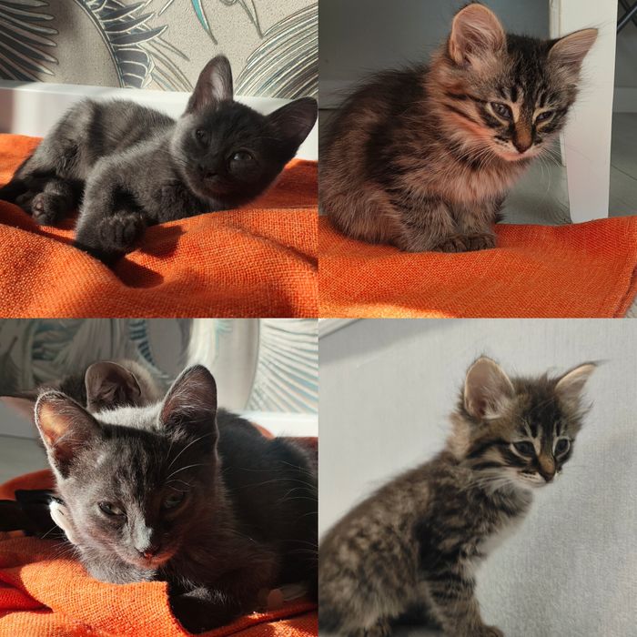 Котята бесплатно в хорошие руки