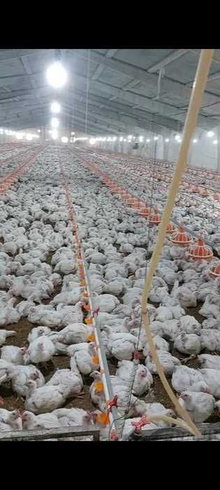 Продаётся Участок 5 гектар Ангрен птицефабрика 100.000 кур