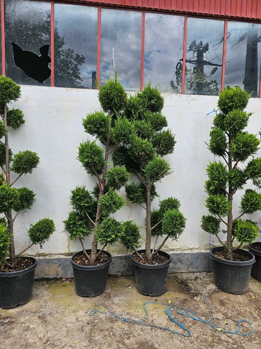 Tuia smarald lelandy palmieri bonsai catalpa globulare pon pon tei