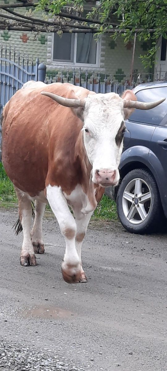 Vaca  de vânzare
