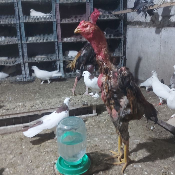 Шамо 1.5 год  игра корпусник