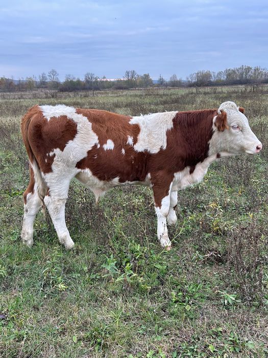 Vând viței bălțați