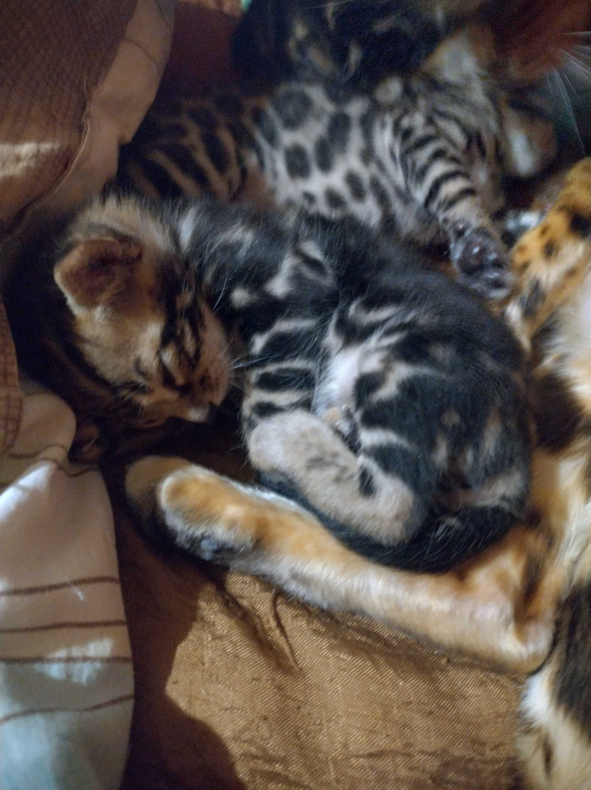 Бенгалски котенца търсят своя нов дом