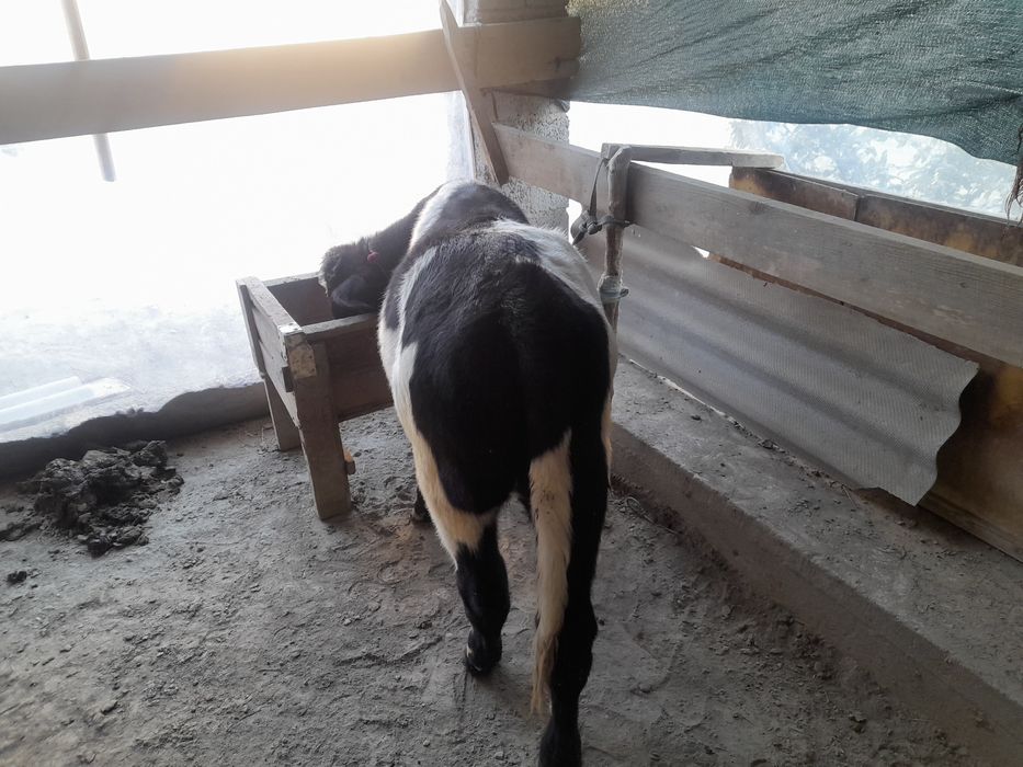 Molcha sotiladi narxini kelishamiz yosh xukizcha