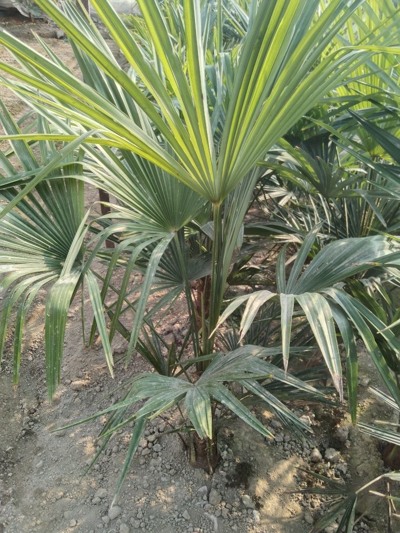 Palma guli sotiladi