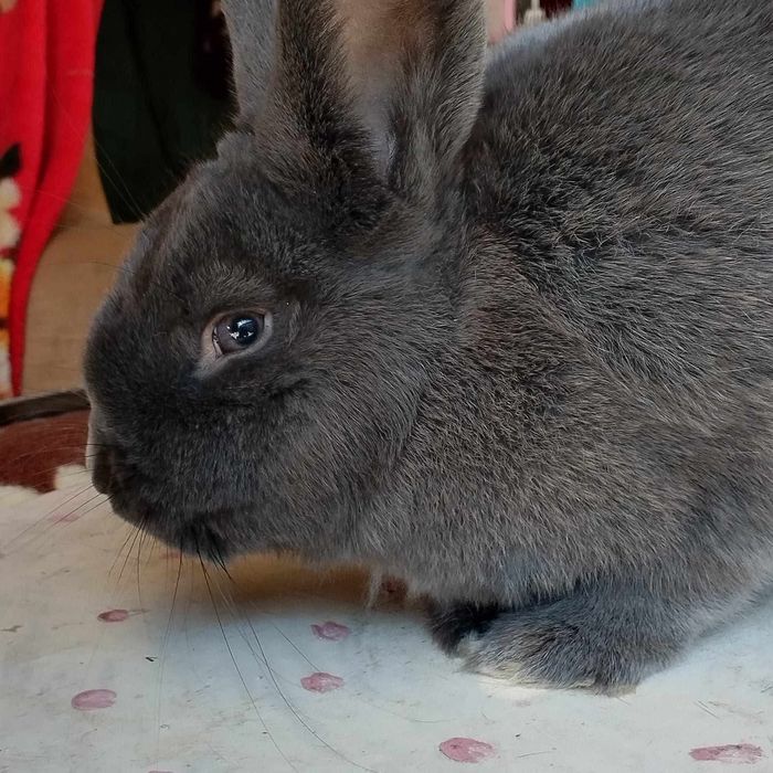 Un mascul albastru vienez și o pereche de berbeci germani bitici