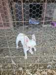 URGENT vănd cătelusă Buldog Francez